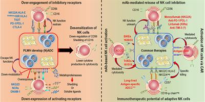 A Natural Impact: NK Cells at the Intersection of Cancer and HIV Disease